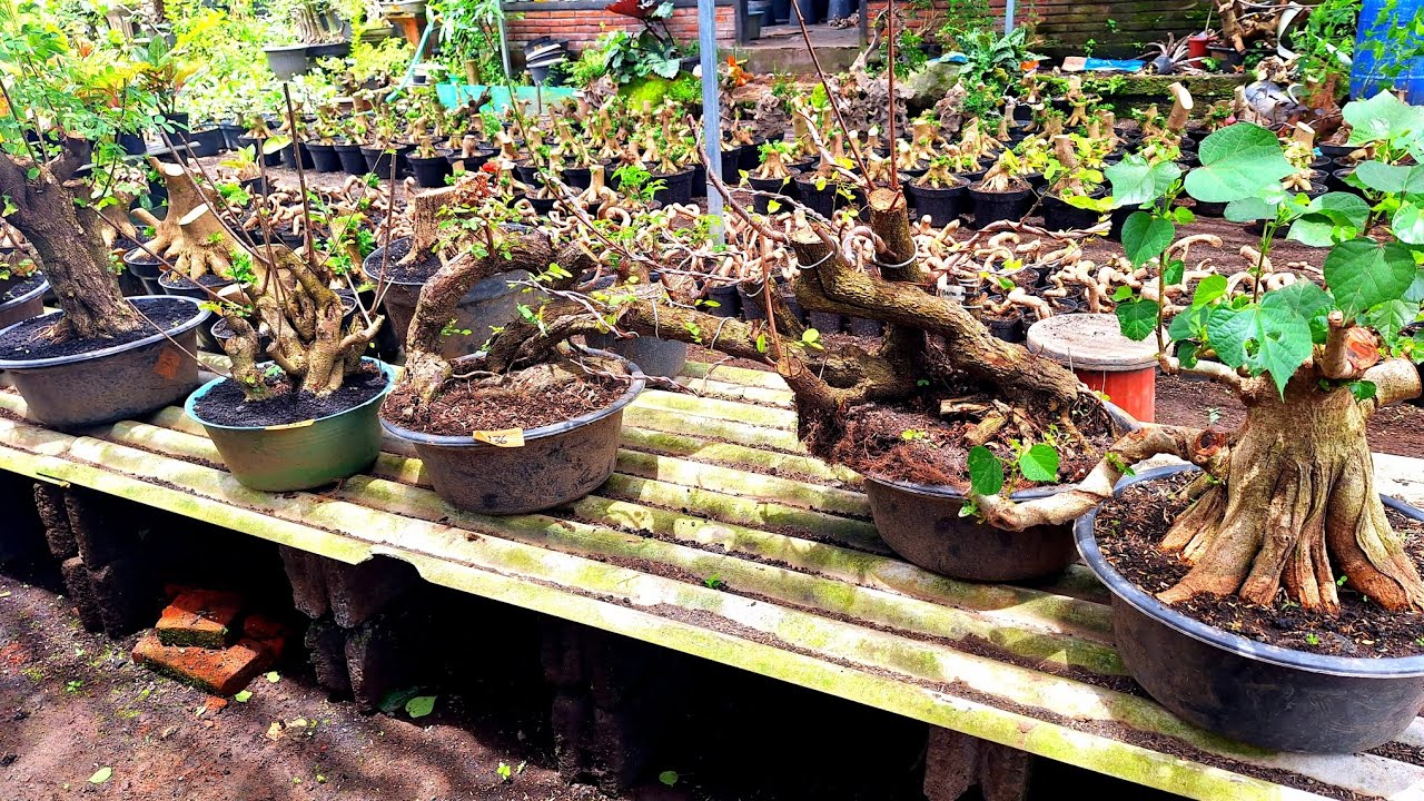 Review Harga Murah Berbagai Bahan Bonsai WaO8533O175237 (BP Lumanjang)