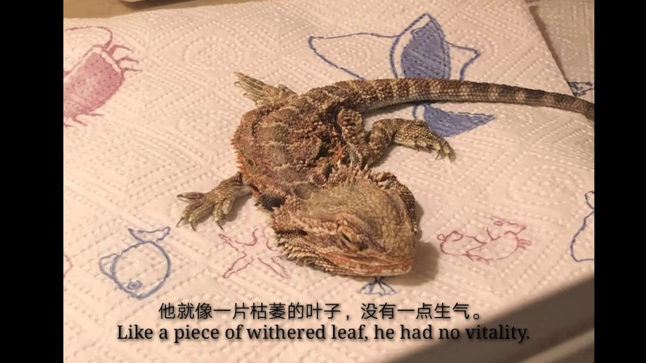 Save a dying Bearded Dragon