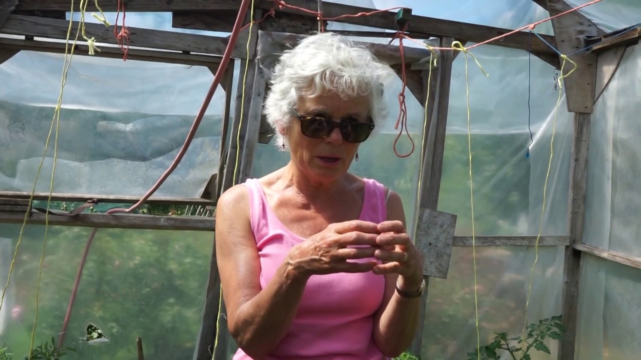 Open Gardens live: Highgate Allotments