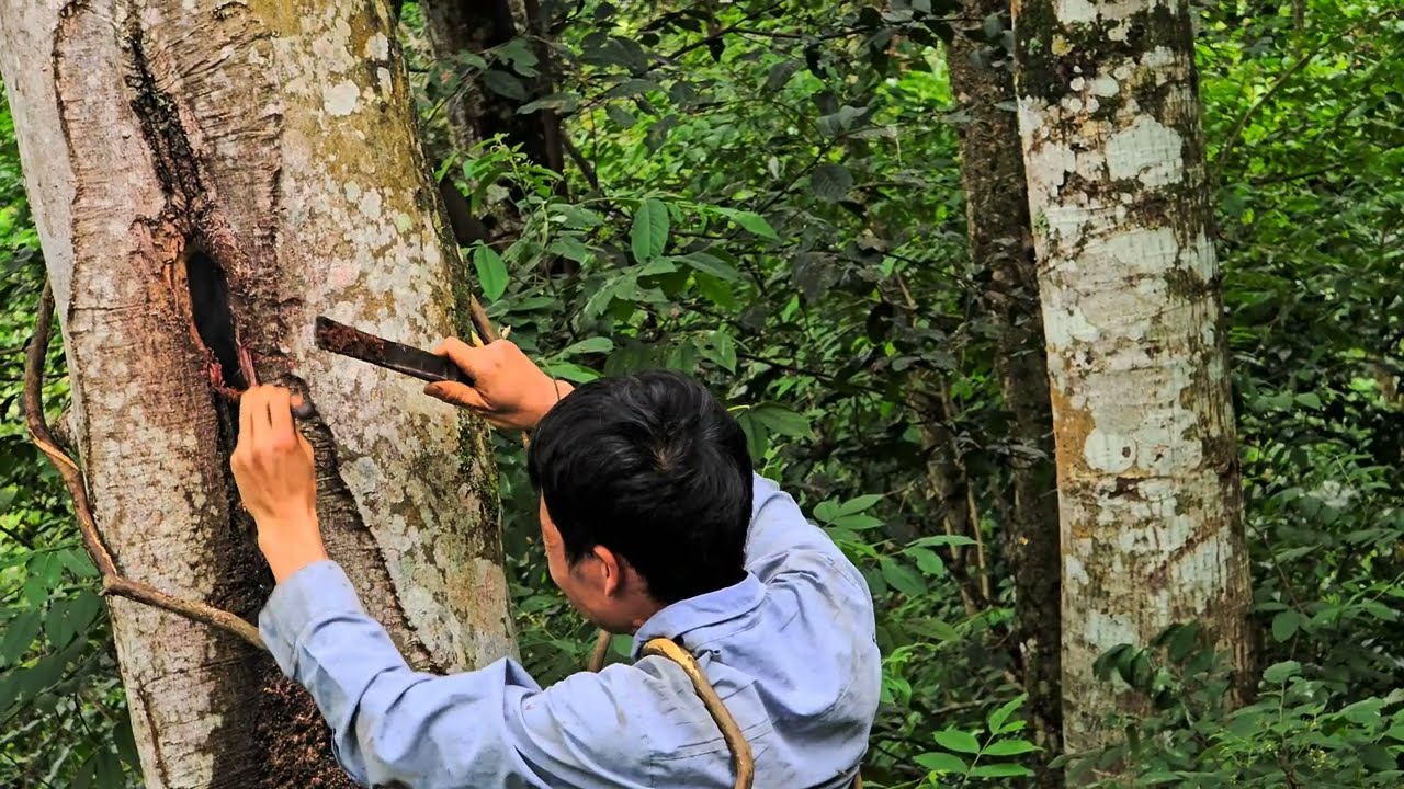 A hidden secret inside the tree trunk–My tree-climbing skill to harvest wild honey