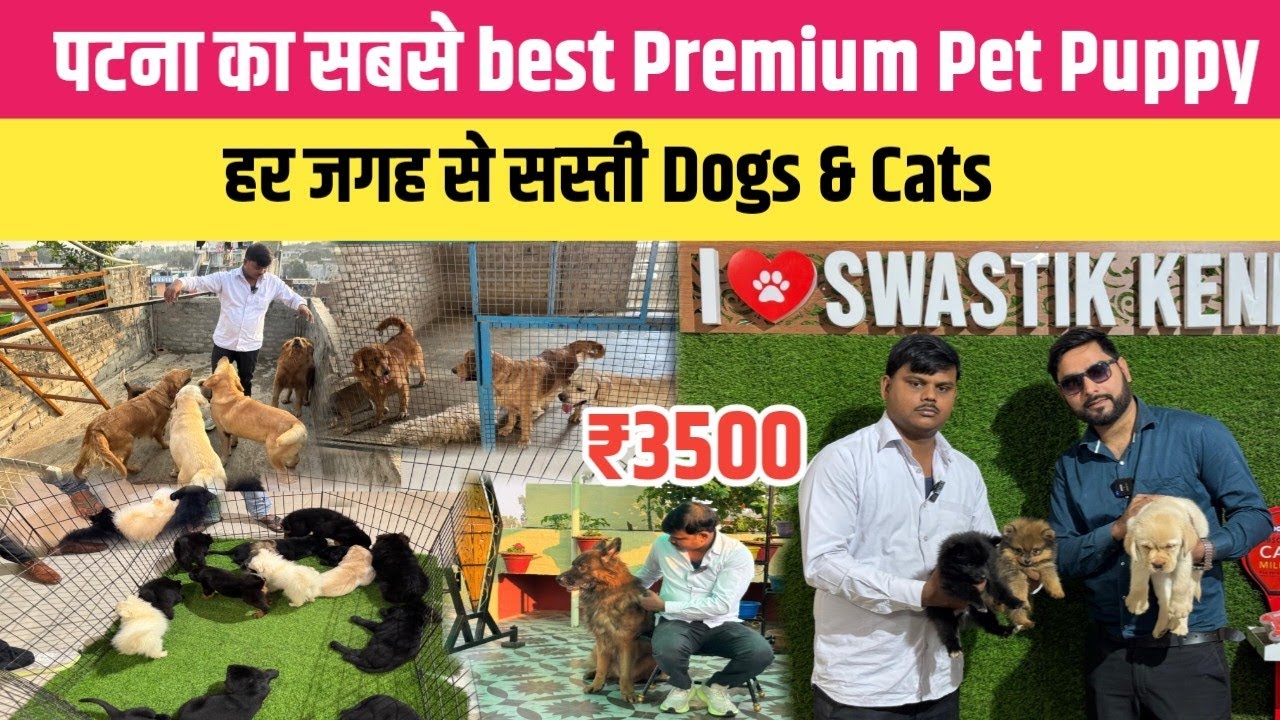 पटना का Best Premium Pet Puppy हर जगह से सस्ती || Patna Best Pet Shop Dogs Cats in Patna 