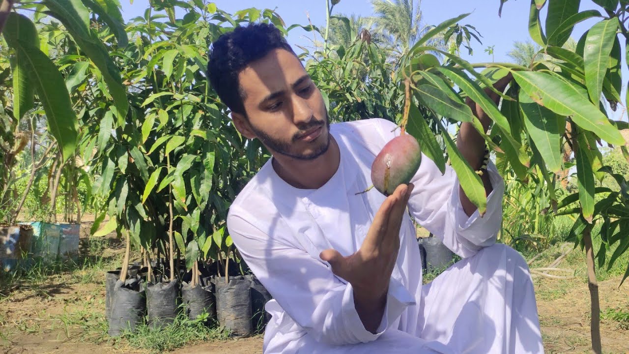 ليه الشتلات تزهر وتثمر ف المشتل  😱 |لازم تعرف|لعشاق المانجو 🥭🥭mango!!!