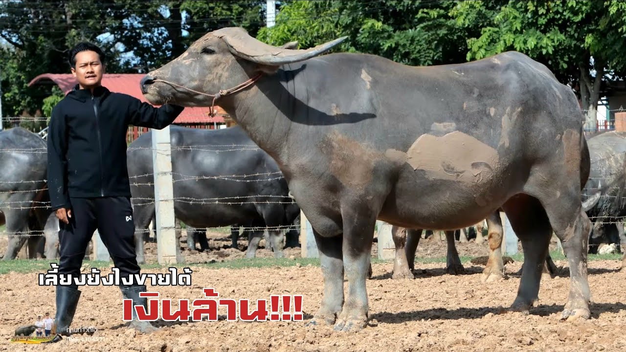 สุดยอดแม่พันธุ์ควายยักษ์ใหญ่ แห่งทุ่งเศรษฐีฟาร์มควายงาม อัพเดทล่าสุดวันนี้ จังหวัดศรีสะเกษ