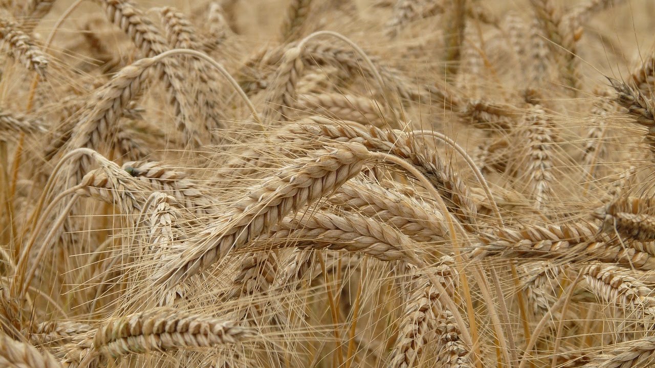 Il grano e la zizzania nel campo di Dio (meditazione)