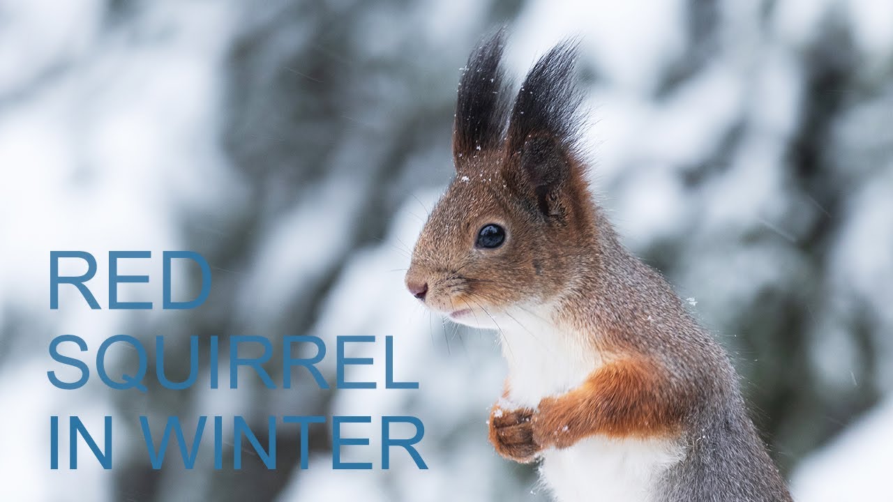 RED SQUIRREL in winter.