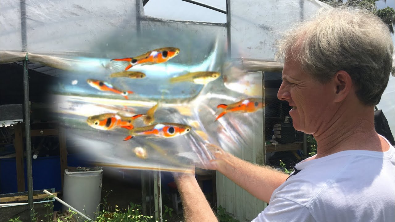 GUPPIES, ENDLERS, LIVEBEARERS... *OH MY!* - Guppy Fish Farm Tour