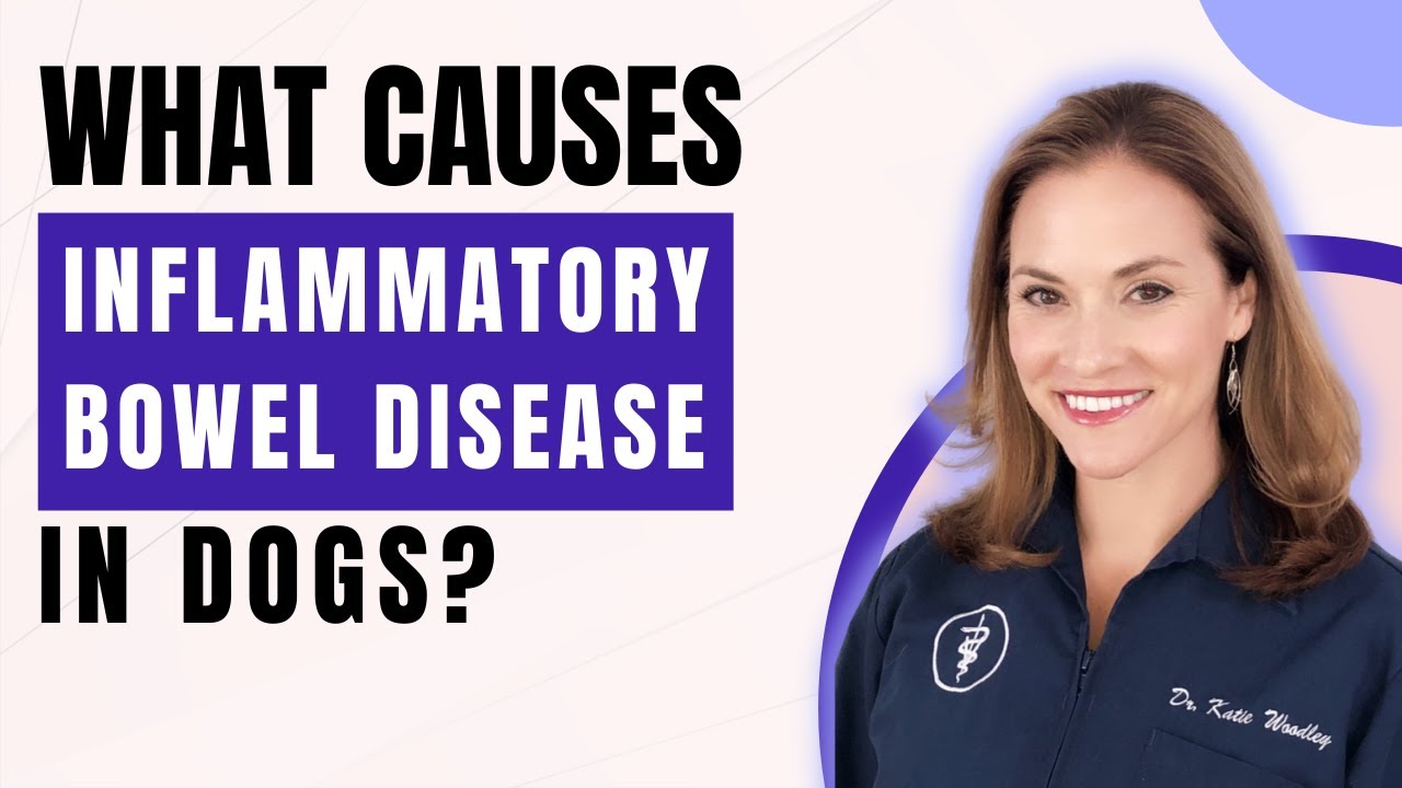 What causes inflammatory bowel disease in dogs