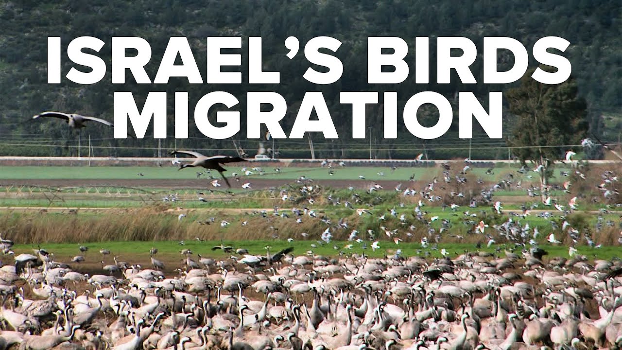 Your Virtual Israel Tour | Day 33: Israel's Bird Migration