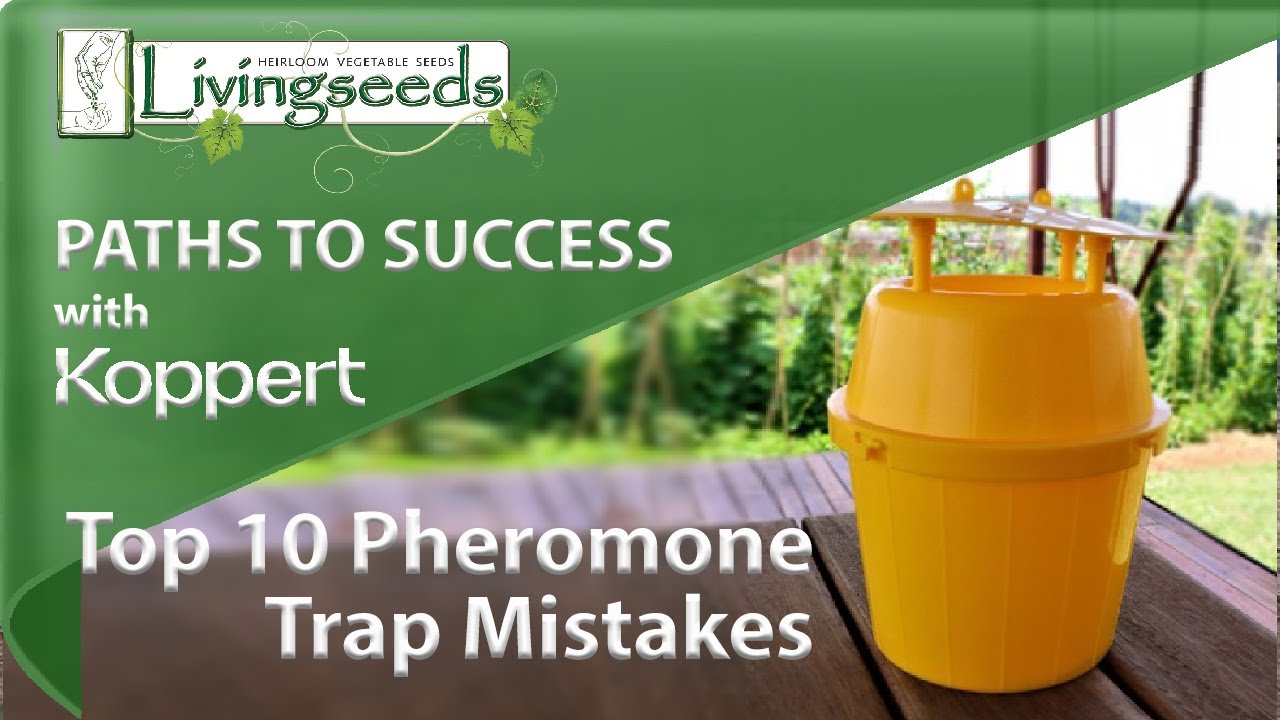 Top 10 Pheromone Trap Mistakes