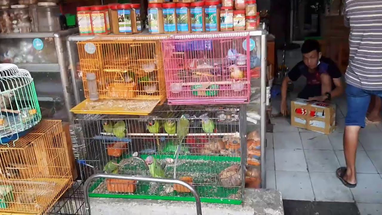 Tham quan tiệm chim cảnh A Lầu v&agrave; mua ch&agrave;o m&agrave;o n&uacute;i