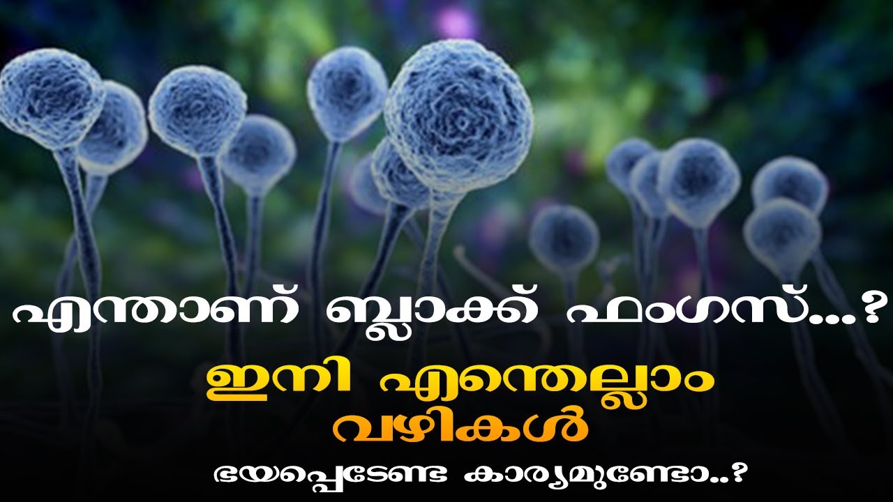 എന്താണ് ബ്ലാക്ക്‌ ഫംഗസ് രോഗം ? ഗുരുതരമാണോ..? | How to prevent Black Fungus | Jaleel Cholayil
