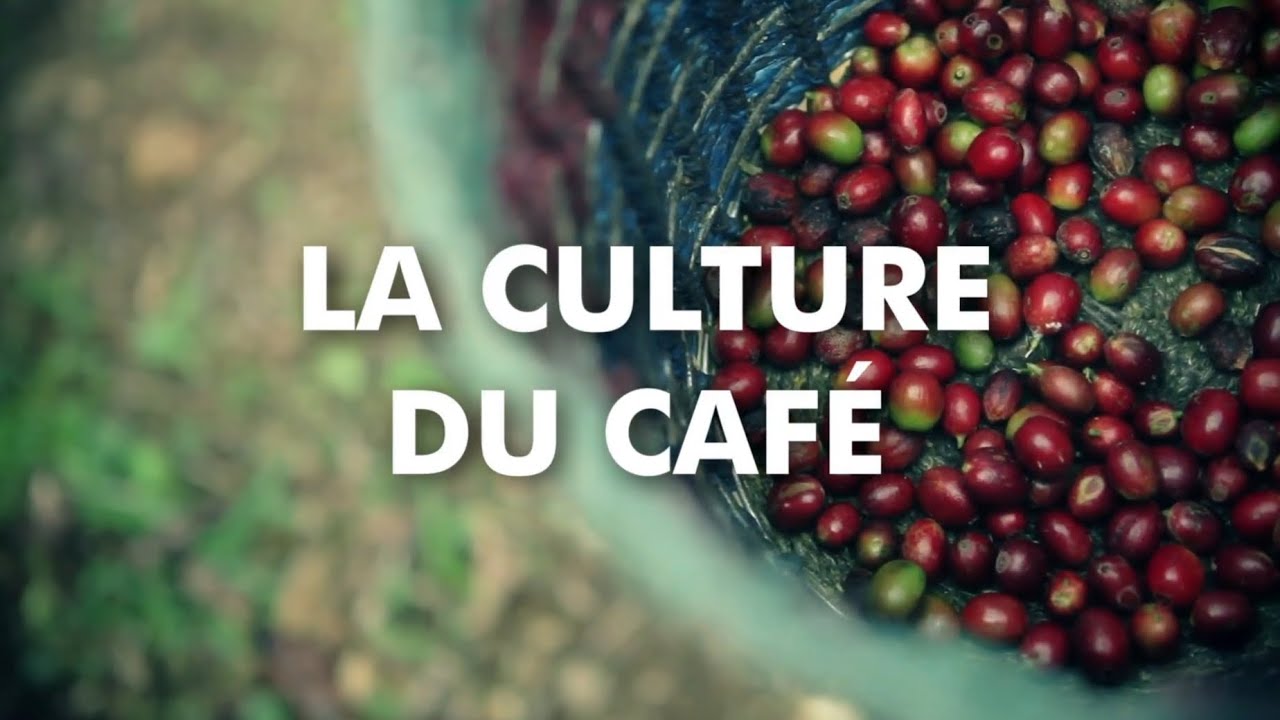 La culture du café