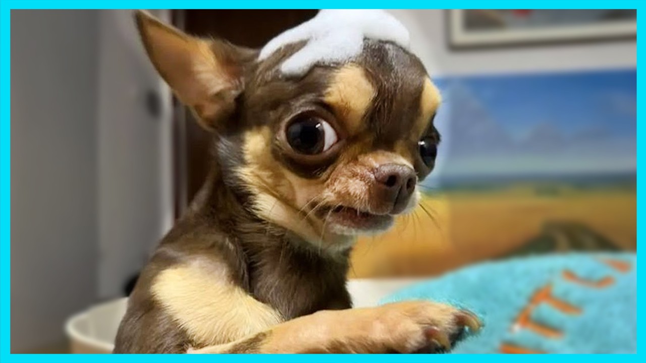 You Can’t Stop Laughing At These CHIHUAHUAS 😂 Funny Animals