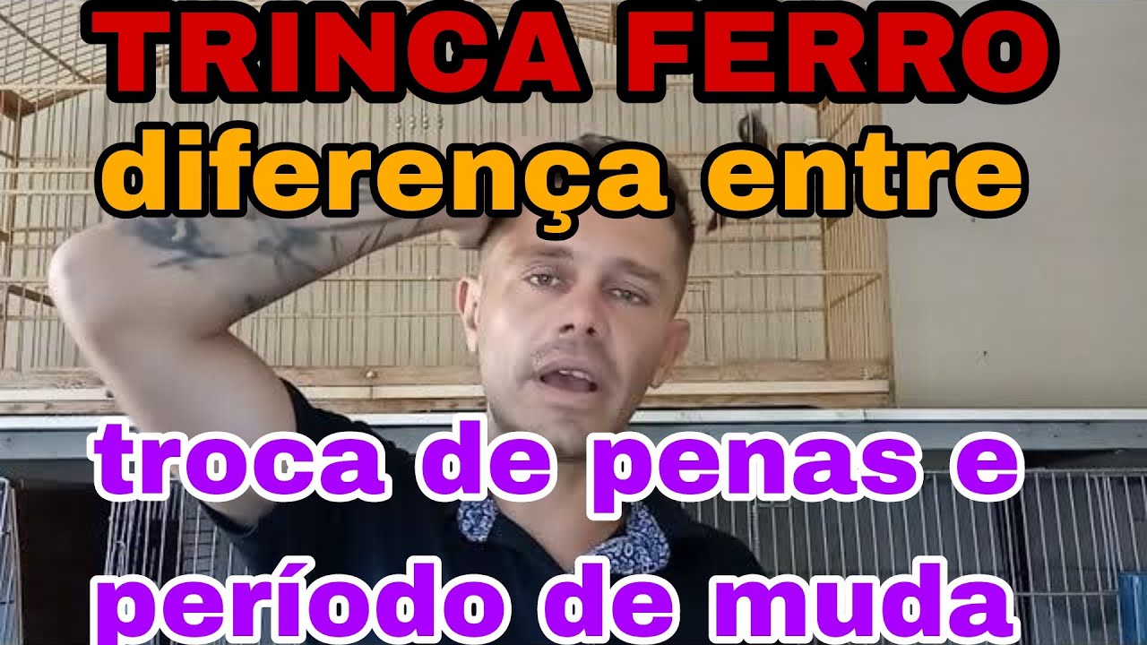 TRINCA FERRO 🤔 quando acaba a temporada?  O que fazer na troca de penas.