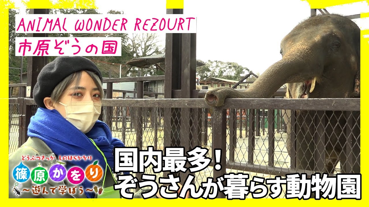 国内最多！！ぞうさんと触れ合える動物園【市原ぞうの国】
