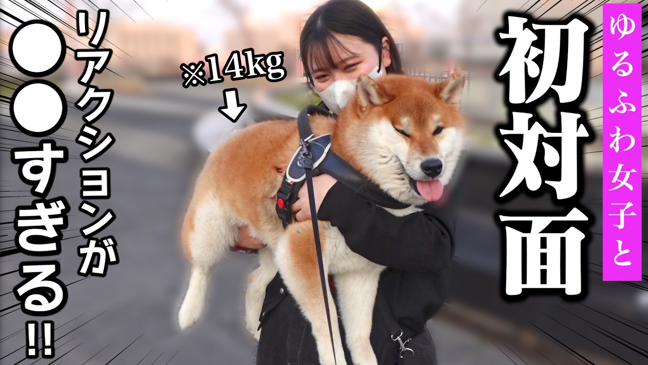 【初対面の反応は..？】20歳、ゆるふわ女子に興奮しまくる柴犬こまちゃんの反応が可愛すぎした…🥹「なにしてるの？」
