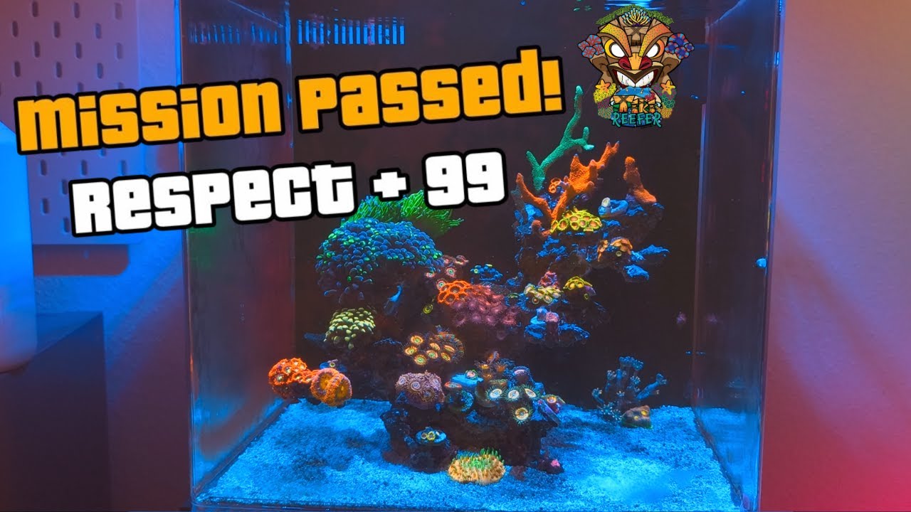 Korallen einkleben leicht gemacht! Tipps & Tricks im Nano Meerwasseraquarium