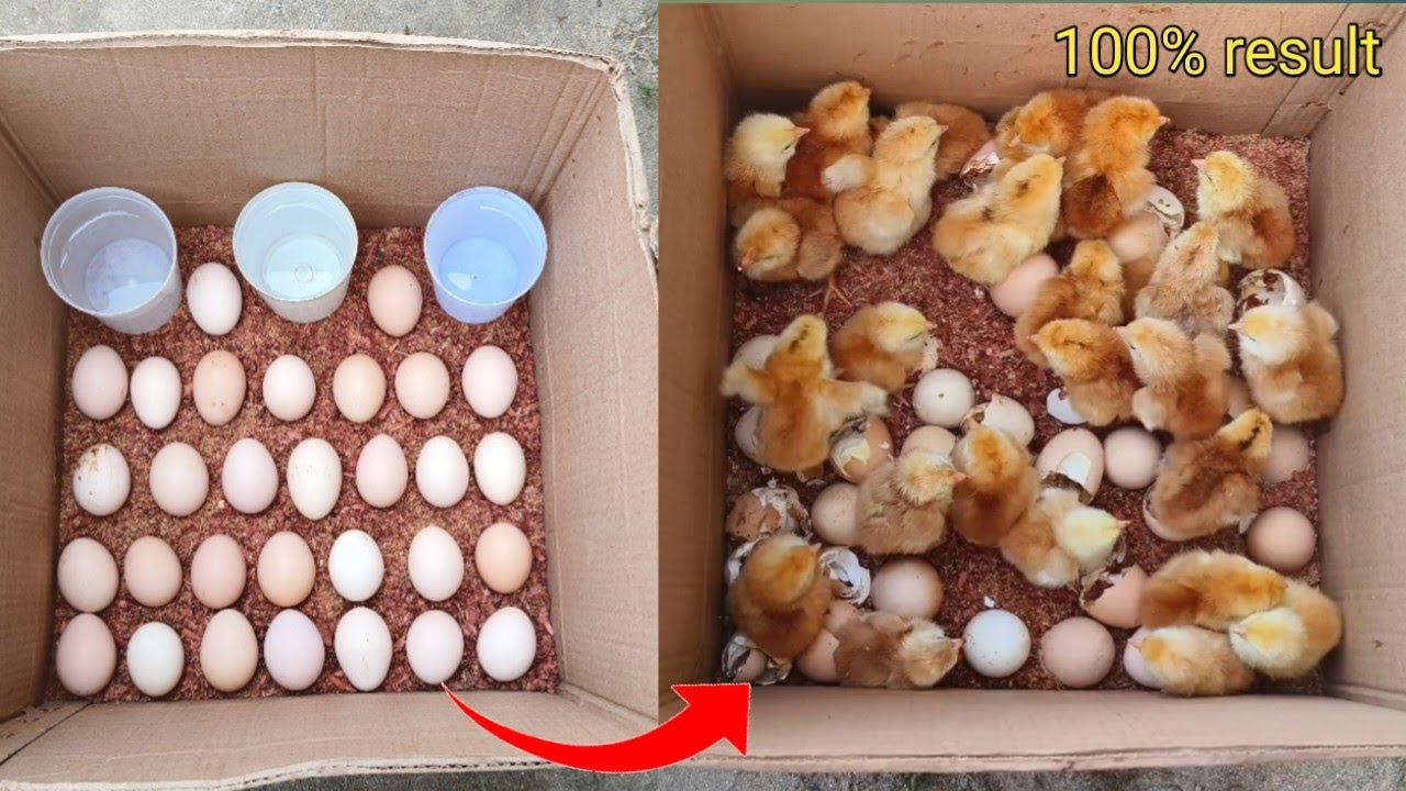 DIY How To Make Egg Incubator With CARDBOARD BOX Easy || Homemade Incubator For Chicken Eggs