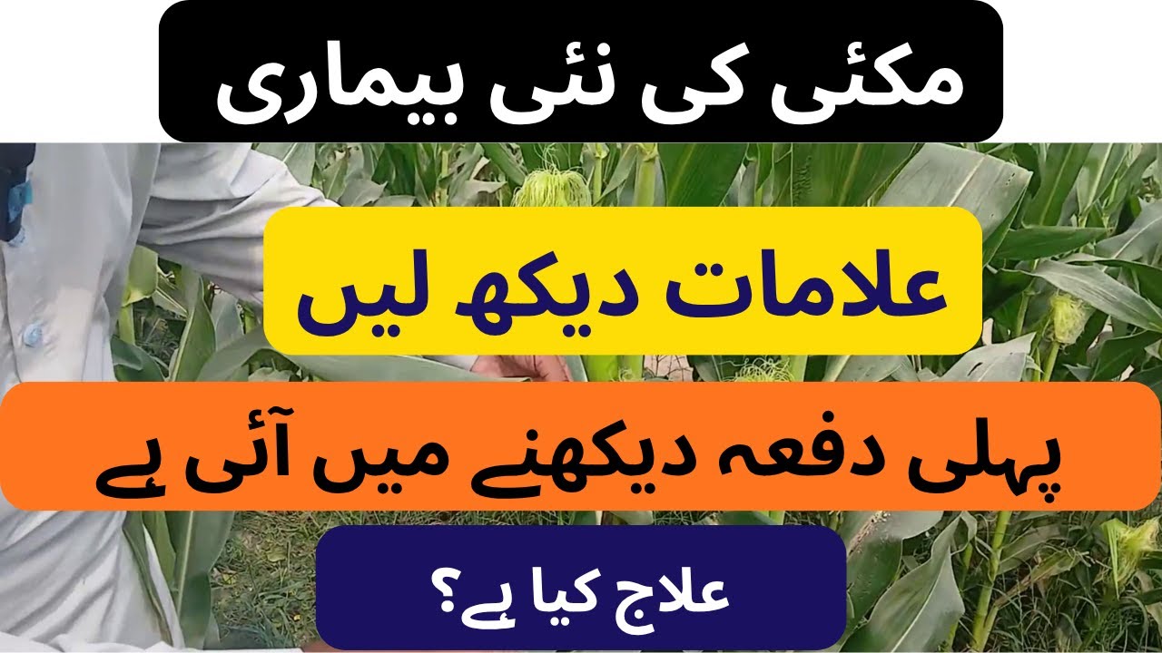 Bacterial Stalk Rot in Maize (مکئی میں نظر آنے والی نئی بیماری، واضح علامات اور علاج کیا ہے؟)