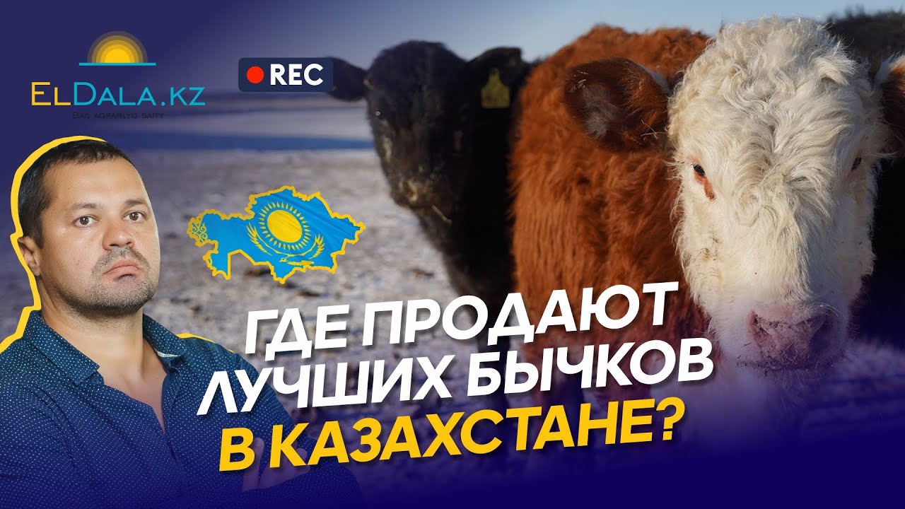 Где купить Акбасов в Казахстане? Цены на скот, объем предложения и рынок КРС