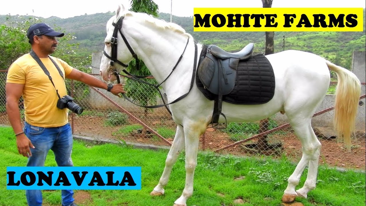 MOHITE FARMS MARWARI HORSES LONAVALA