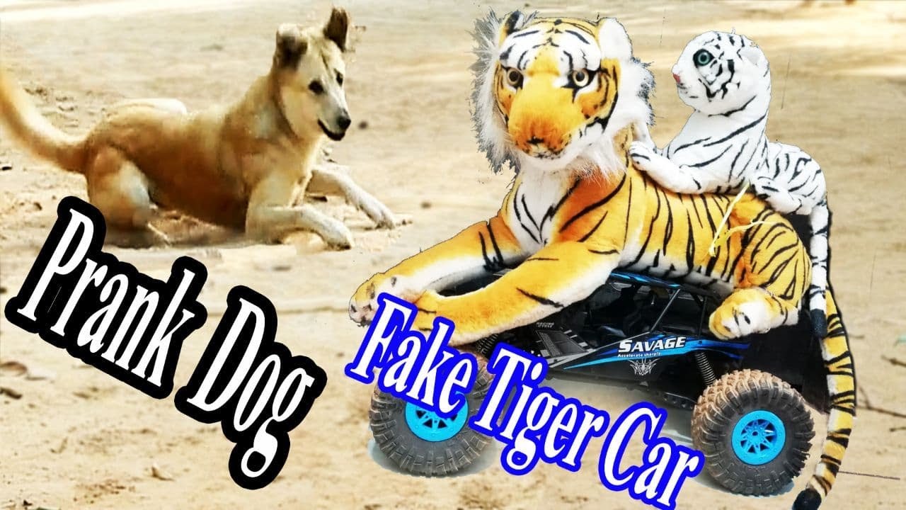 Fake Tiger with RC Car vs Real Dog Very Funny Try To Stop Laugh 2021