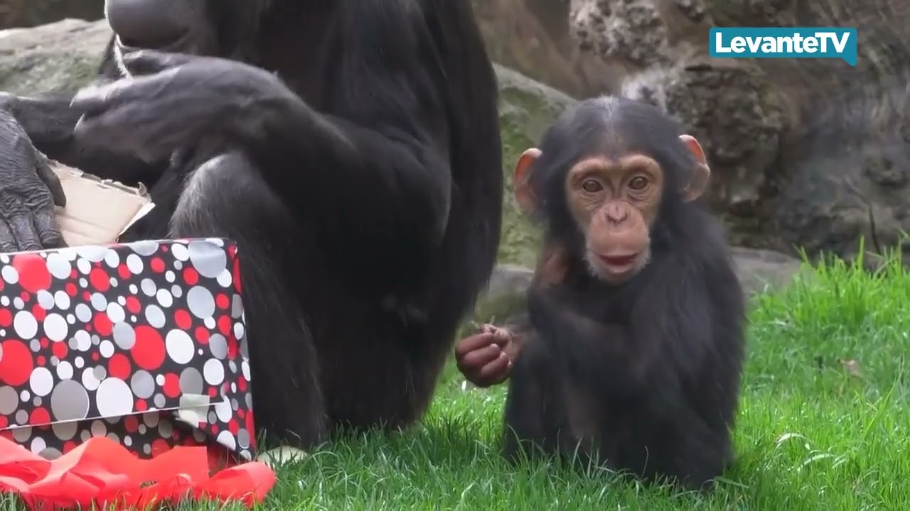 Levante TV: BIOPARC cumple 18 años en Valencia a lo grande