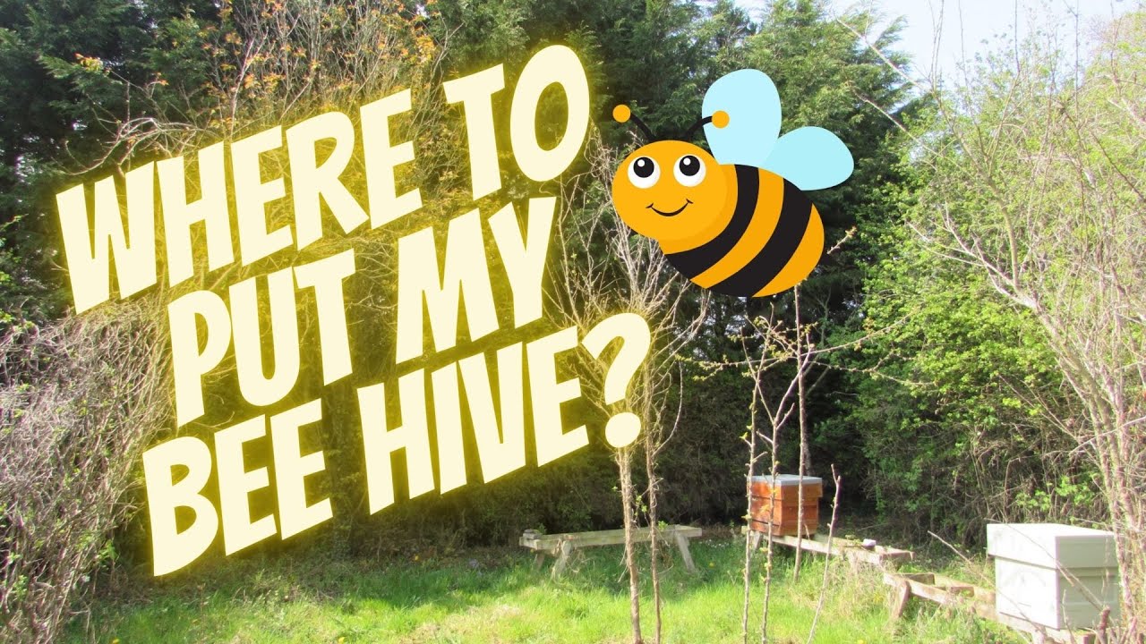 Where should I put my bee hive?