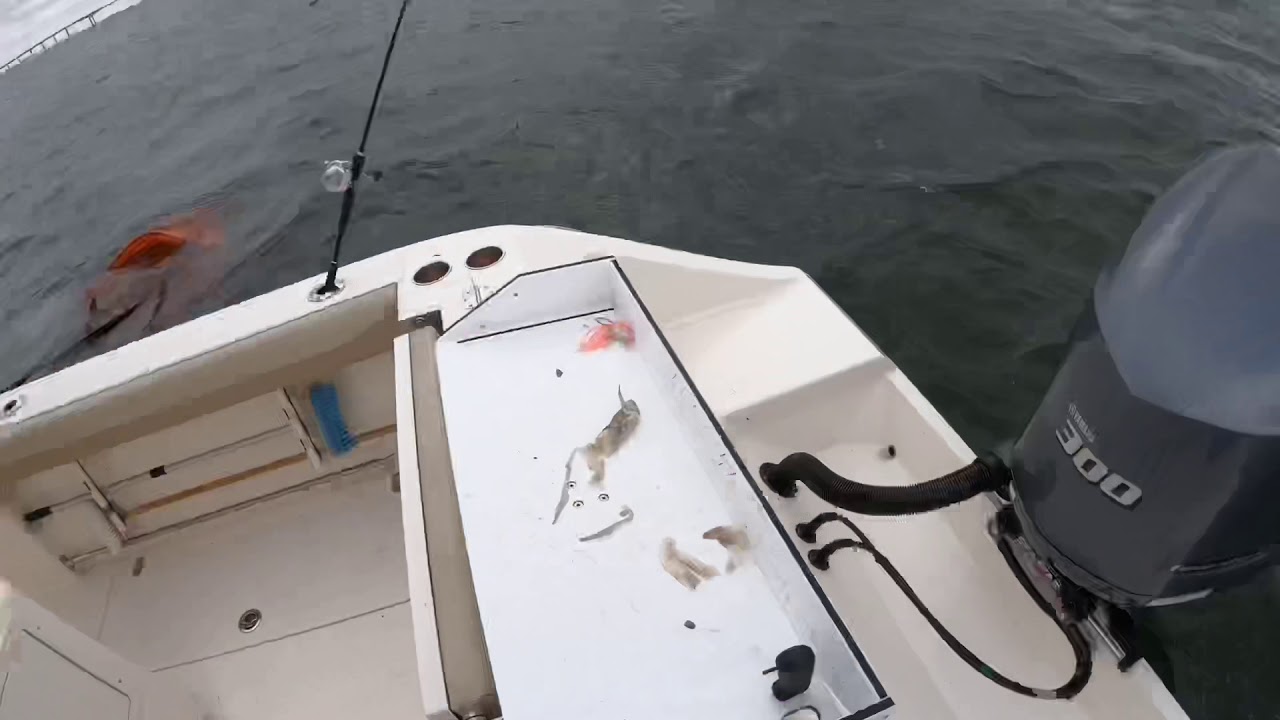 Tutorial on preparing squid for Fluke and Seabass.