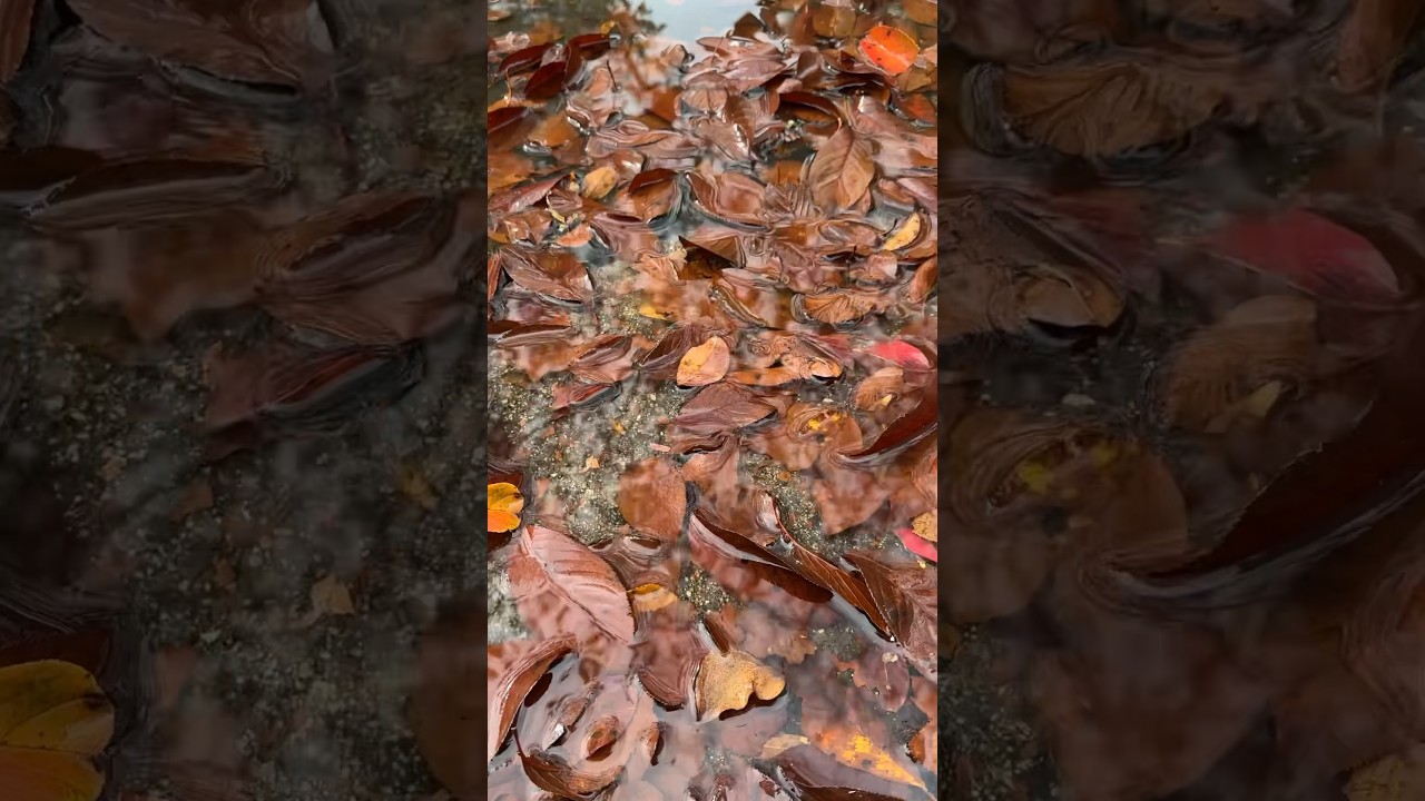 submerged leaves 🍁