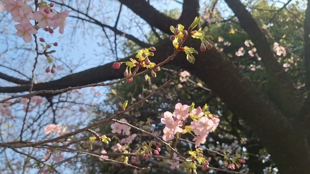 九段下駅　武道館の横で花見 ちよだ猫まつり2026