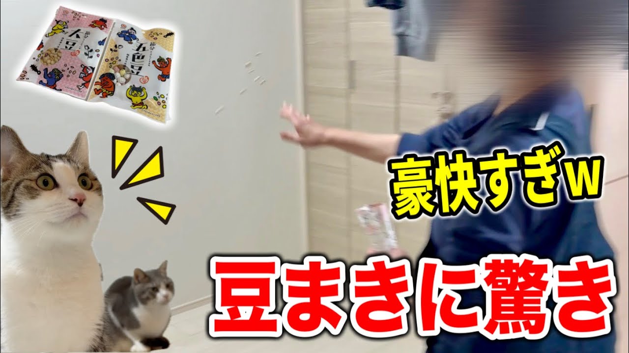 ママの豪快な豆まきに驚く初めての節分に動揺する子猫