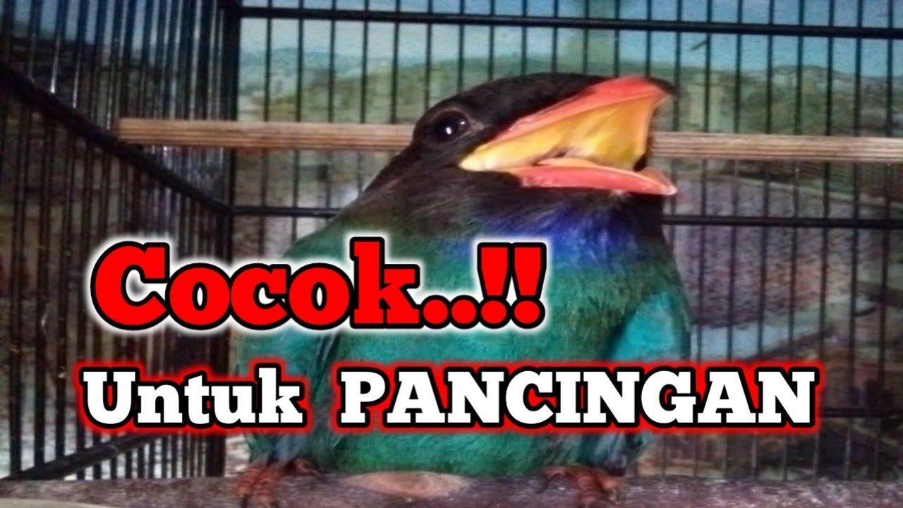 Suara burung tengkek buto gacor