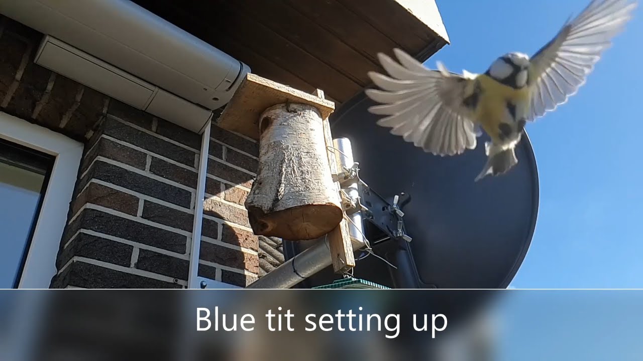 Blue tit setting up - Slow Motion - Background music inspired by animals - fun4m3animal