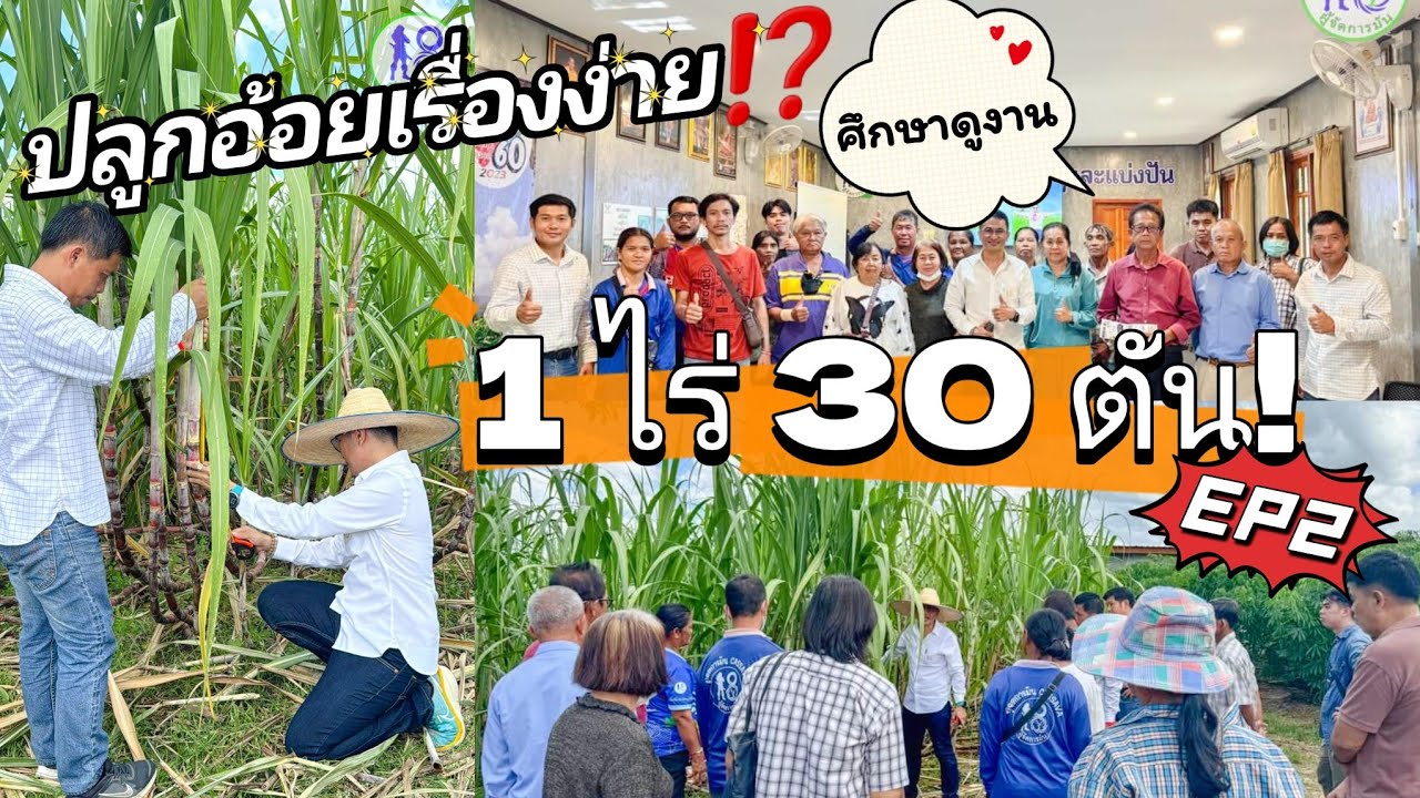 🔥เทคนิคปลูกอ้อยให้ได้ผลผลิต 30 ตันต่อไร่! EP2การคัดเลือกพันธุ์อ้อย อบรมศึกษาดูงานรุ่น1| ผู้จัดการมัน