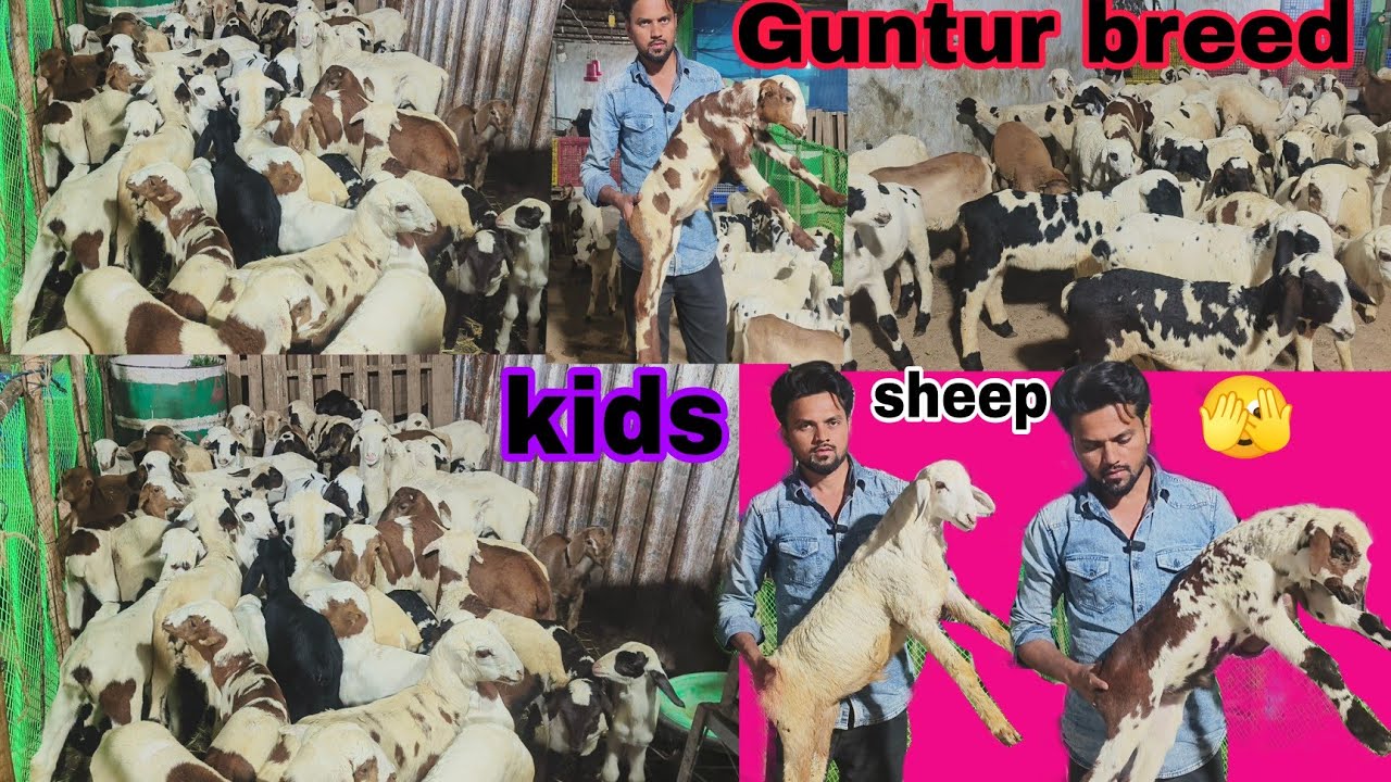 Khubsurat collection Guntur Marchela kids ka hai available in Hyderabad 