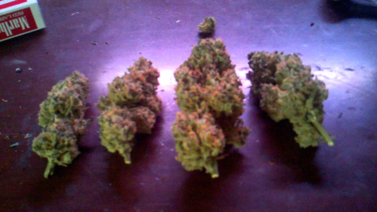 Pineapple Express G13 Labs BUD SHOTS