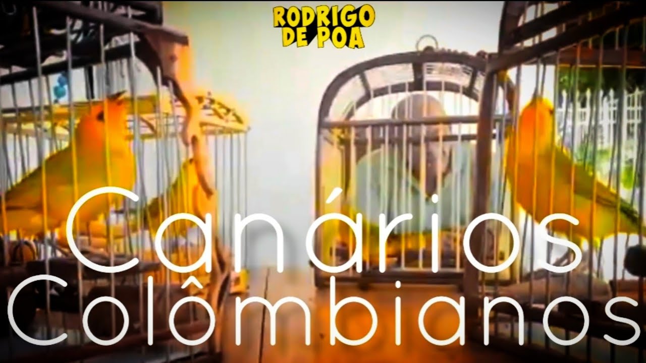 Conhece o Canário da Terra criado na Colômbia