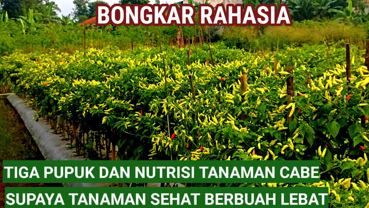 BONGKAR RAHASIA..!! PUPUK TANAMAN CABE SUPAYA SUBUR BERBUAH LEBAT