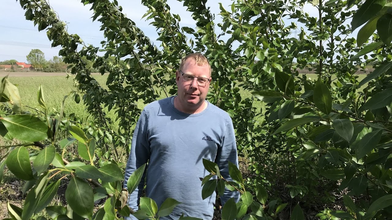 Agroforst in Brandenburg: 