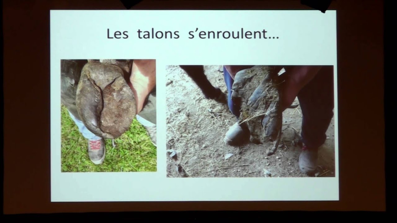 L. Nizou - équi-meeting maréchalerie 2015 - Spécificités du pied de l'âne : comment les gérer ?