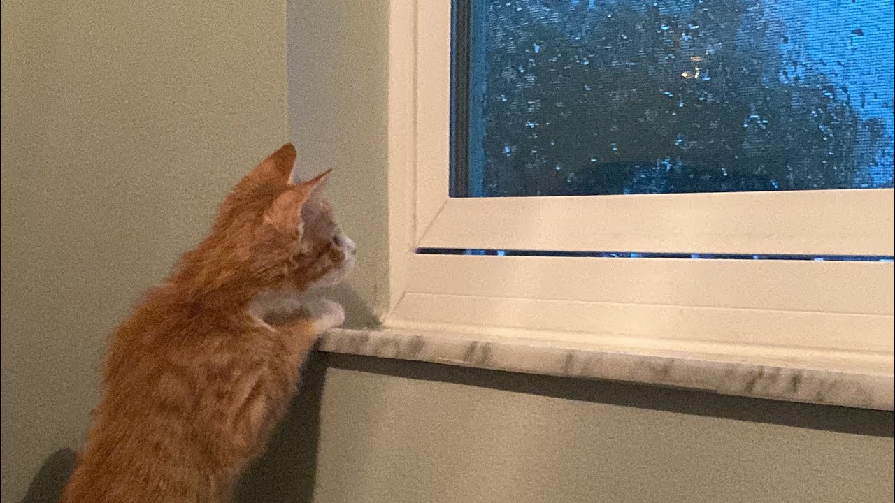 Kittens' First Thunderstorm!