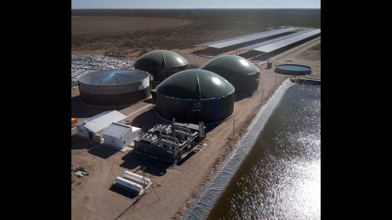 Así se genera electricidad con el estiércol vacuno y trigo. Energía limpia a base de biogás.
