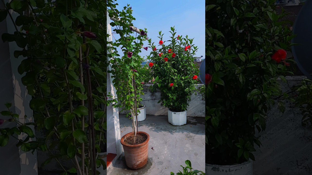 Hibiscus, allamanda, terrace gardening #garden #flowers