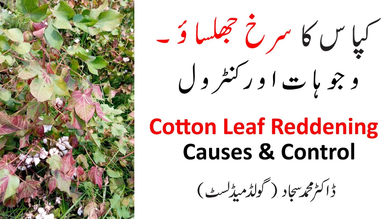 Cotton|| Leaf Reddening || Bronze Wilt || Causes & Control || By Dr. Sajjad