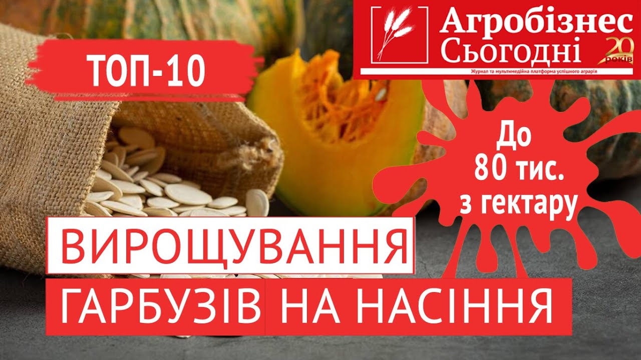 Вирощування гарбузів: поради початківцям
