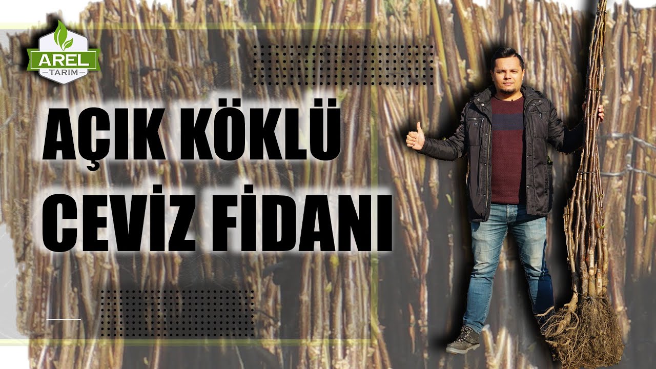 KALİTELİ CEVİZ FİDANI NASIL SEÇİLİR ?