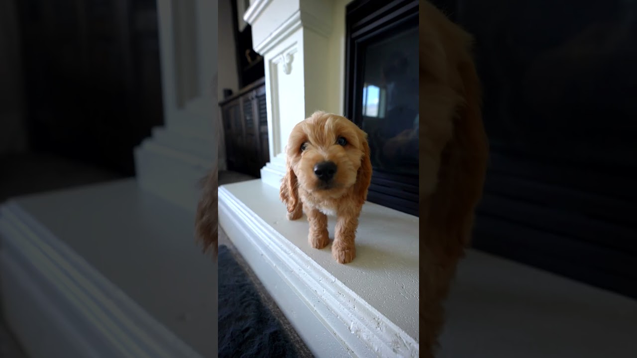 Baby Puppy Driving Us CRAZY!!!!!! #shorts #puppy #funsquad