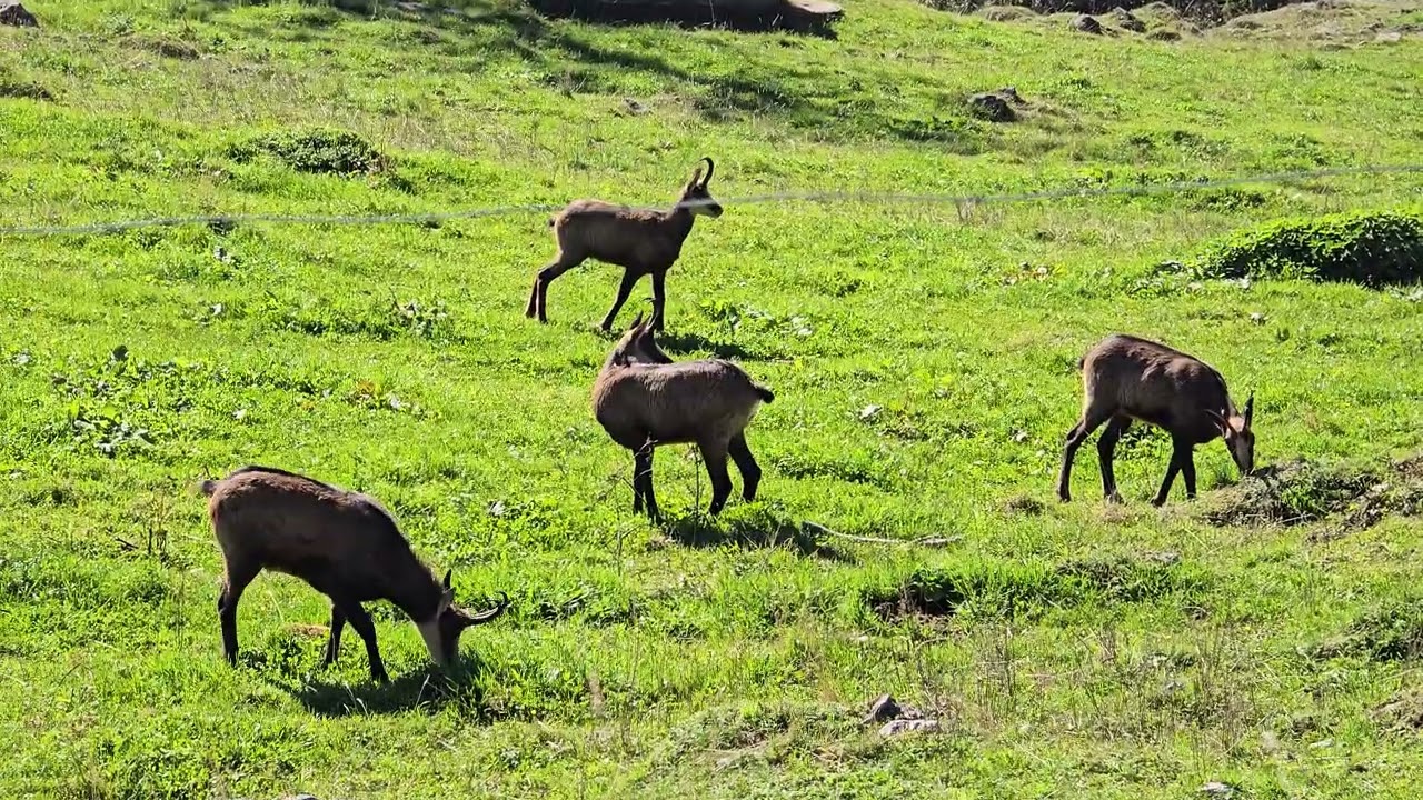 2025.10.02 chamois Dent de Vaulion CH-VD