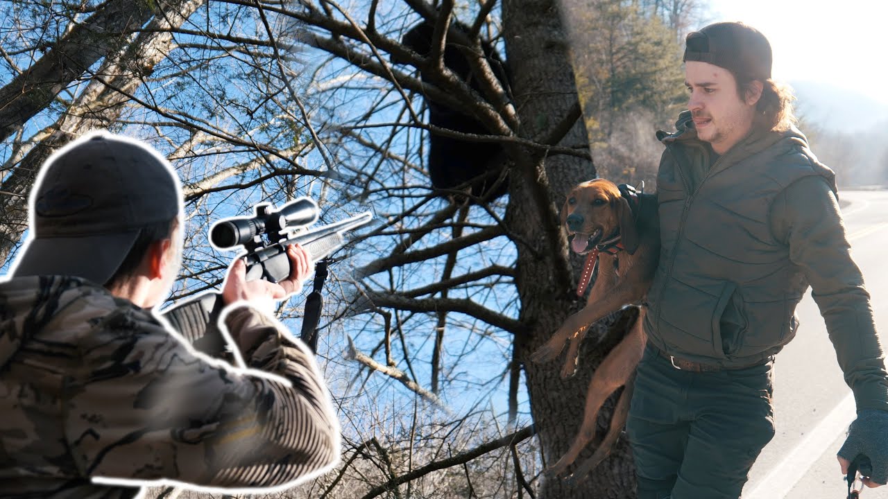 This bear is WILD!!! - Bear Hunting with Dogs